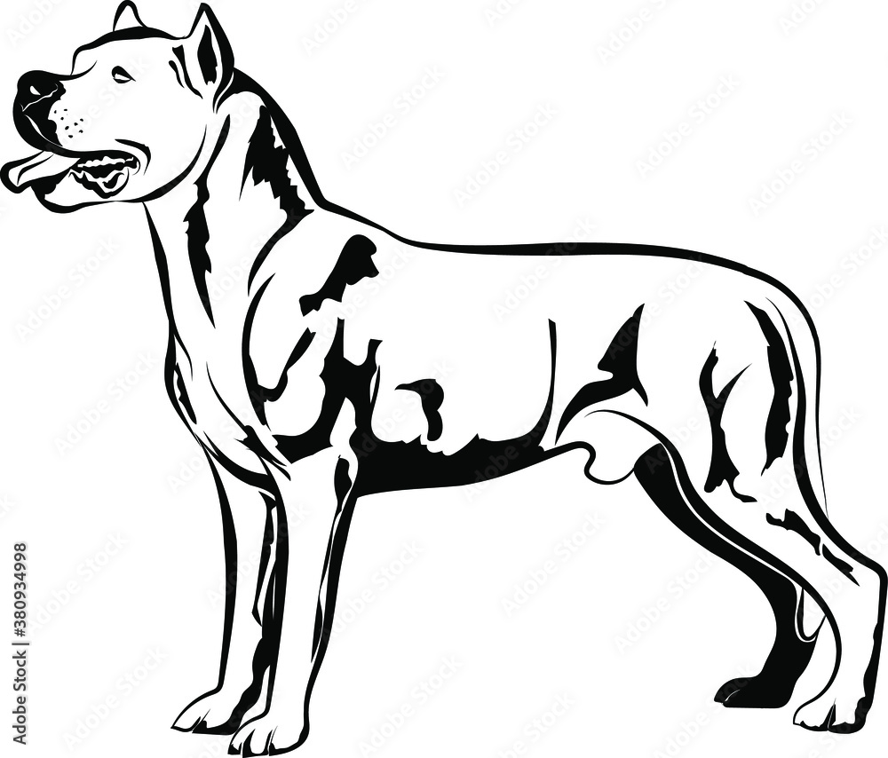 Dogo Argentino dog standing full body vector illustration