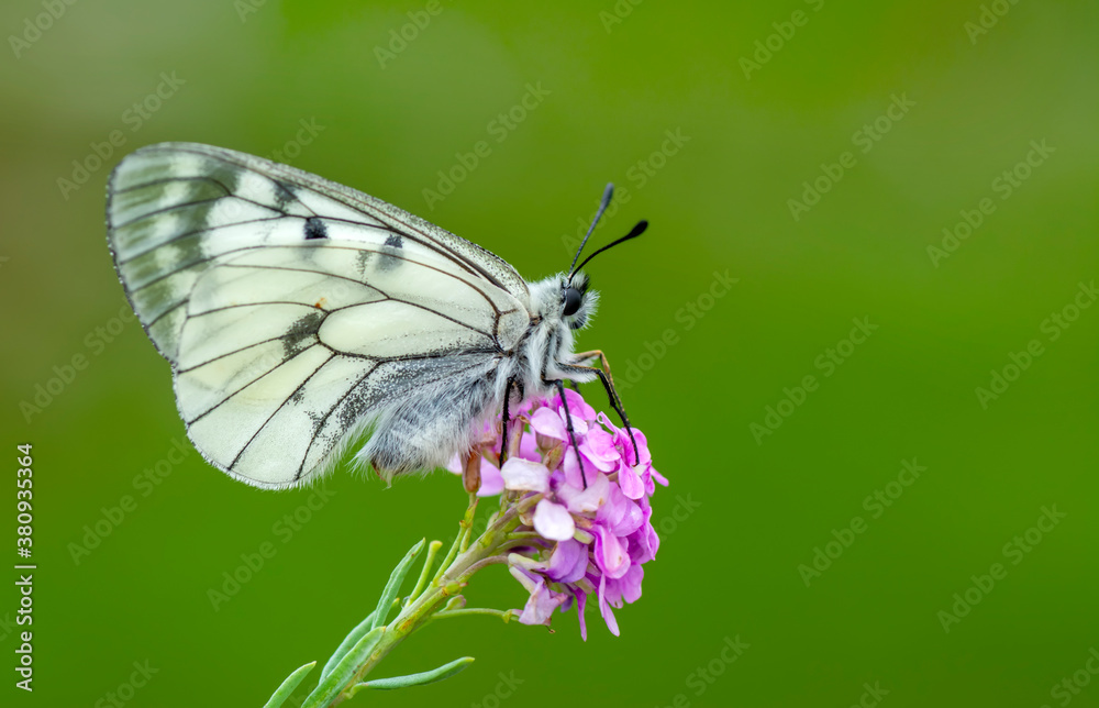 Macro shots, Beautiful nature scene. Closeup beautiful butterfly sitting on the flower in a summer garden. Macro shots, Beautiful nature scene. Closeup beautiful butterfly sitting on the flower in a summer garden.