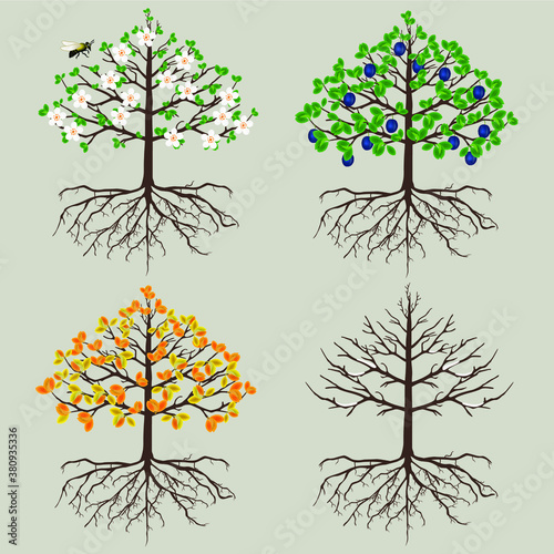 Plum tree in different seasons on a white background.