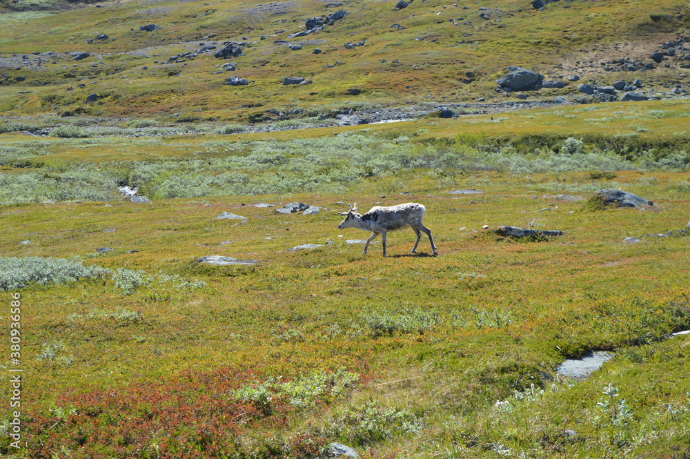 Obraz premium Climbing Kebnekaise in Lapland, Sweden's highest mountain