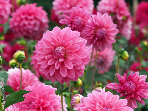 Flowerpink photo