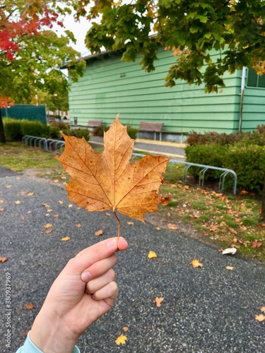 A close up on a hand holding maple leaf. Autumn is coming. A green building in the background. Jarfalla, Stockholm, Sweden, Europe. photo