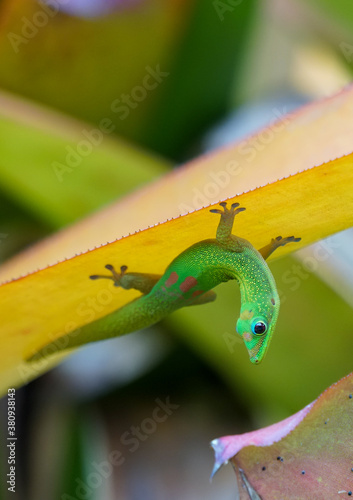 Gold dust day gecko hanging upside down on a leaf photo