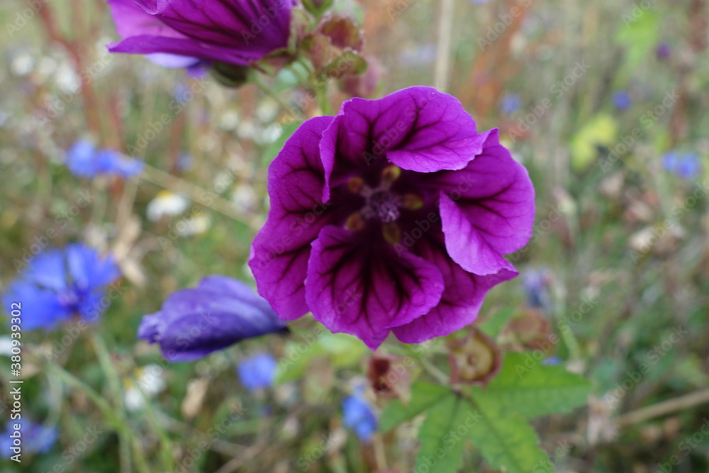 Kräftig lila Blüte vor unscharfem Blumenhintergrund. Veilchen sind violett. Kräftig lila Blüte vor unscharfem Blumenhintergrund. Veilchen sind violett.