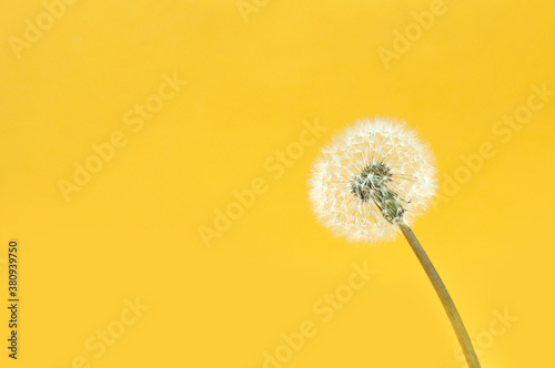 white dandelion on a yellow background