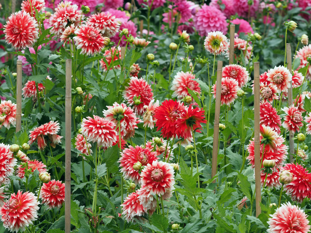 Dahliasgarden