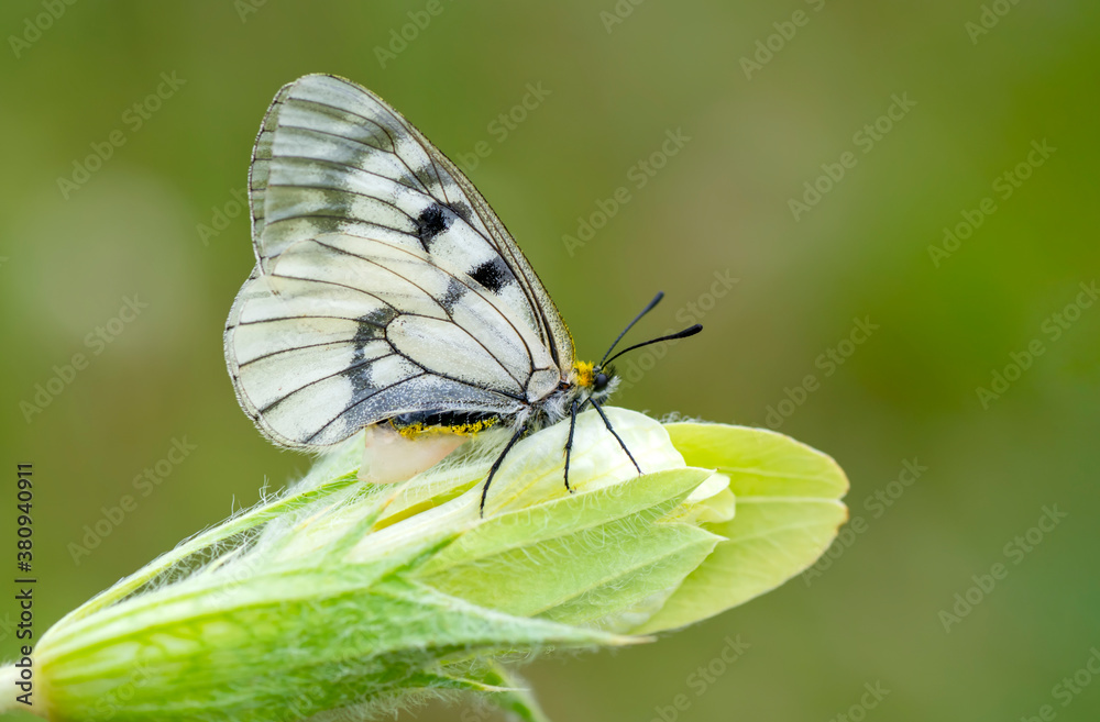 Obraz premium Macro shots, Beautiful nature scene. Closeup beautiful butterfly sitting on the flower in a summer garden.