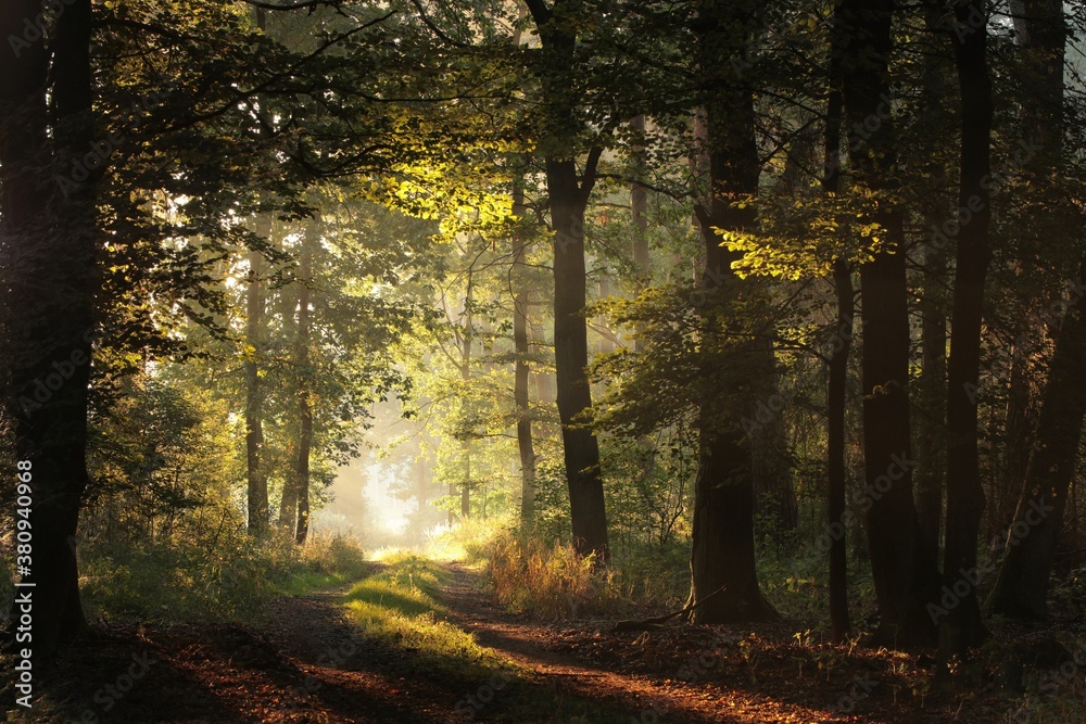 Fototapeta premium Forest path on a misty early autumn morning