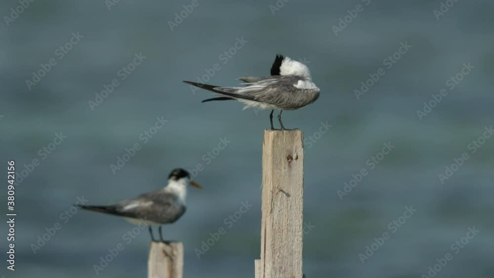 Greater crested terns preening perched on wooden log Greater crested terns preening perched on wooden log
