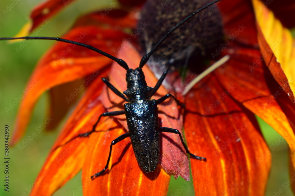 Foto de Monochamus scutellatus, Black Pine Sawyer Longhorn Beetle