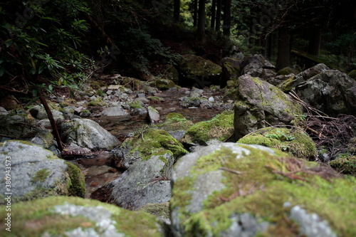 日本の森林を流れる渓流域の清流