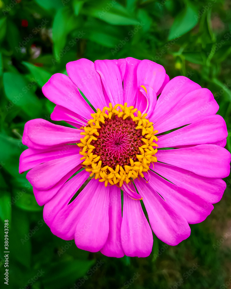 Obraz premium Pink Zenia Flower With Green Leaves Blur Background.