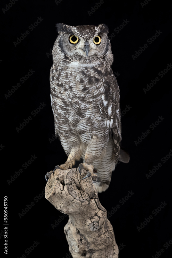 Face to face with an incredible predator, the Great horned owl (Bubo virginianus) Face to face with an incredible predator, the Great horned owl (Bubo virginianus)