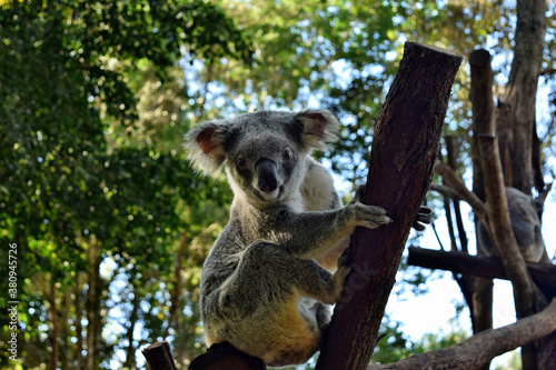 Koala on a tree branch eucalyptus