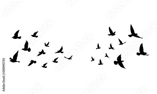 Flying birds silhouettes on isolated background. Vector illustration. isolated bird flying. tattoo and wallpaper background design. photo