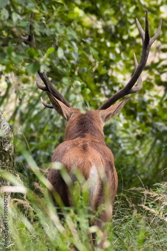 Duży imponujący jeleń byk Cervus elaphus elaphus w lesie