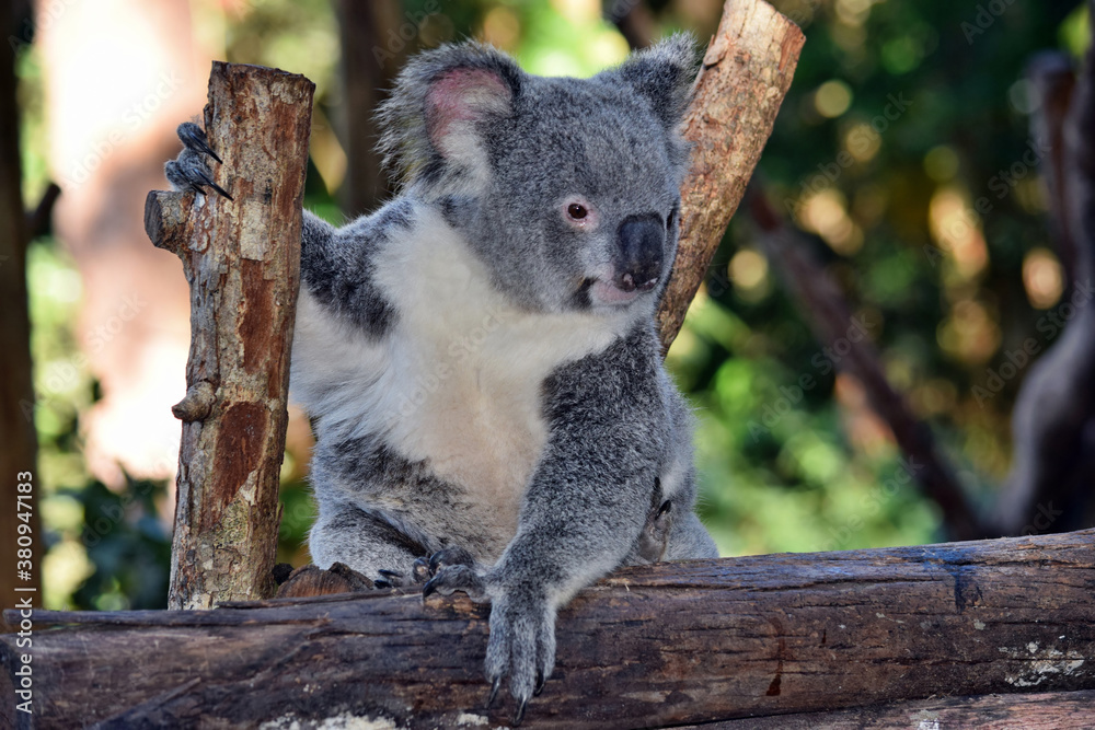 Fototapeta premium Cute koala looking on a tree branch eucalyptus