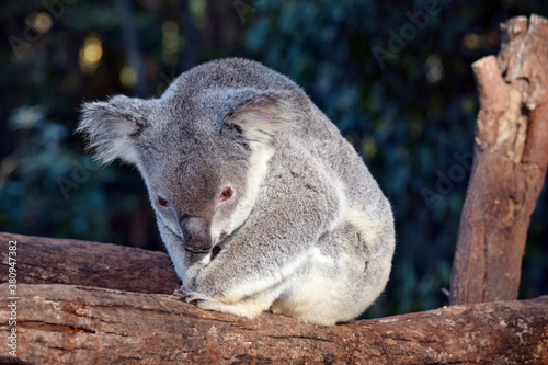 Fototapeta Naklejka Na Ścianę i Meble -  Cute koala sitting on a tree branch eucalyptus