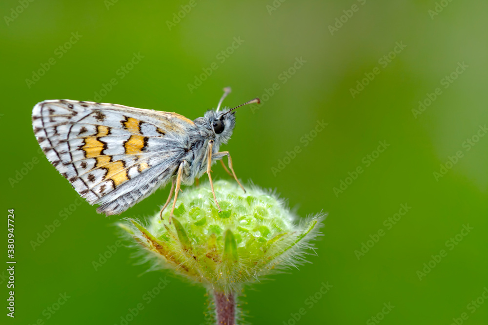 Macro Photography of Moth on Twig of Plant.