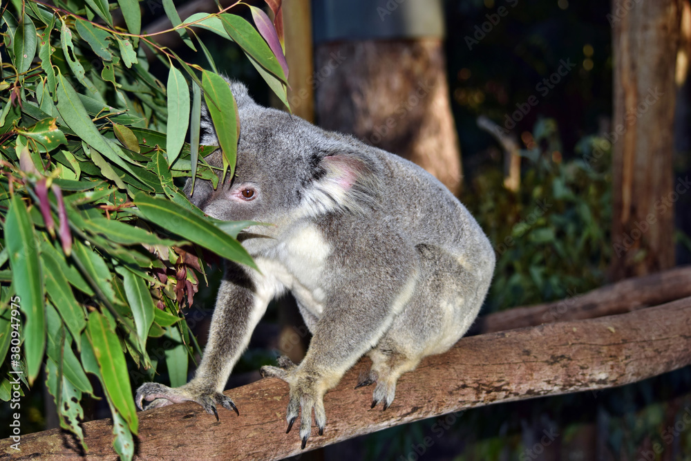 Fototapeta premium Cute koala sitting and eating eucalyptus on a tree branch