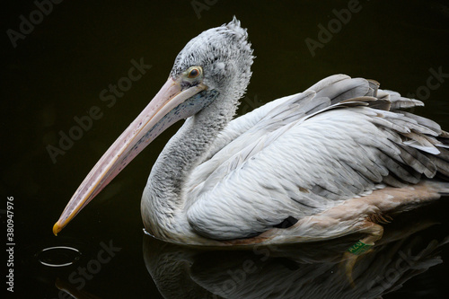 Pelican sailing on the water