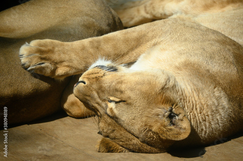 Berber lioness sleeping in the sun