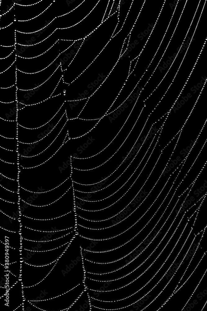Spider web with dew, fine art photography Spider web with dew, fine art photography