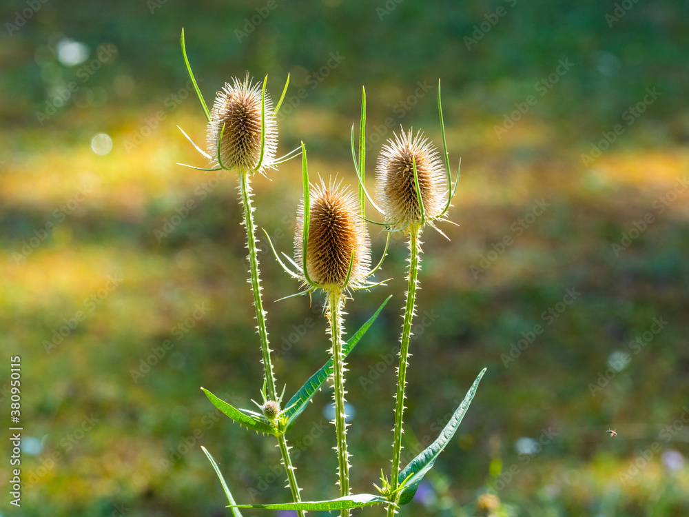 Obraz premium dried wild flowers in an outdoor Italian nature park walking in nature