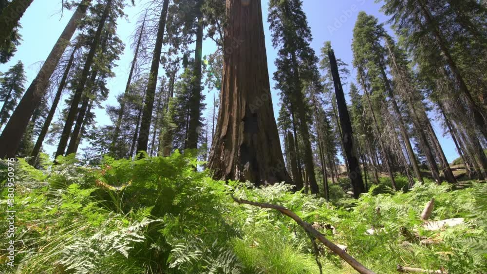 Sequoia Trees Dolly And Pan Shot Sequoia National Park Sierra Nevada Mountains California 12