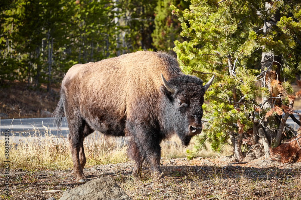 American bison (Bison bison) in Yellowstone National Park, Wyoming, USA. American bison (Bison bison) in Yellowstone National Park, Wyoming, USA.