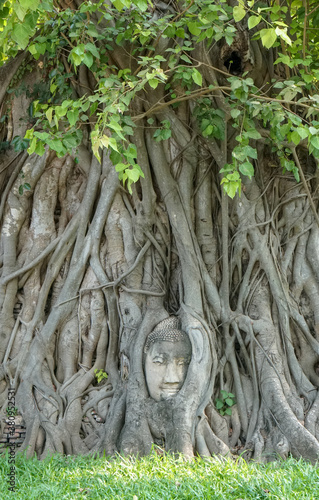 Thailand Ayutthaya Buddha statue head in tree roots