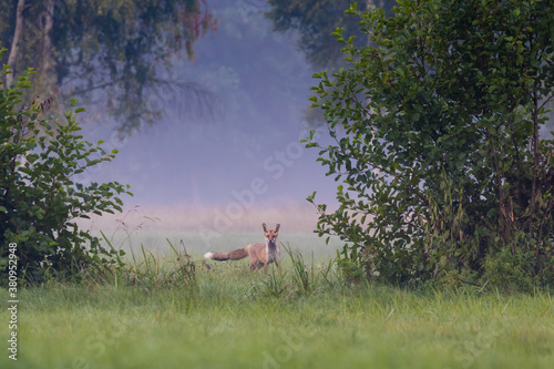 Lis rudy Vulpes vulpes między krzakami na łące - naturalne środowisko lisa rudego photo