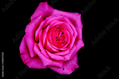 Pink Rose Head isolated on black background