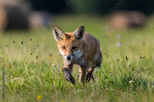 Obraz Młody lis rudy Vulpes vulpes skrada się w strone fotografa na zielonej łące, gdzie rosną kolorowe kwiaty