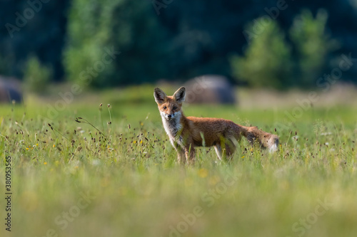 Lis rudy Vulpes vulpes na kolorowej łące obserwuje fotografa - słoneczna łąka krajobraz wiejski