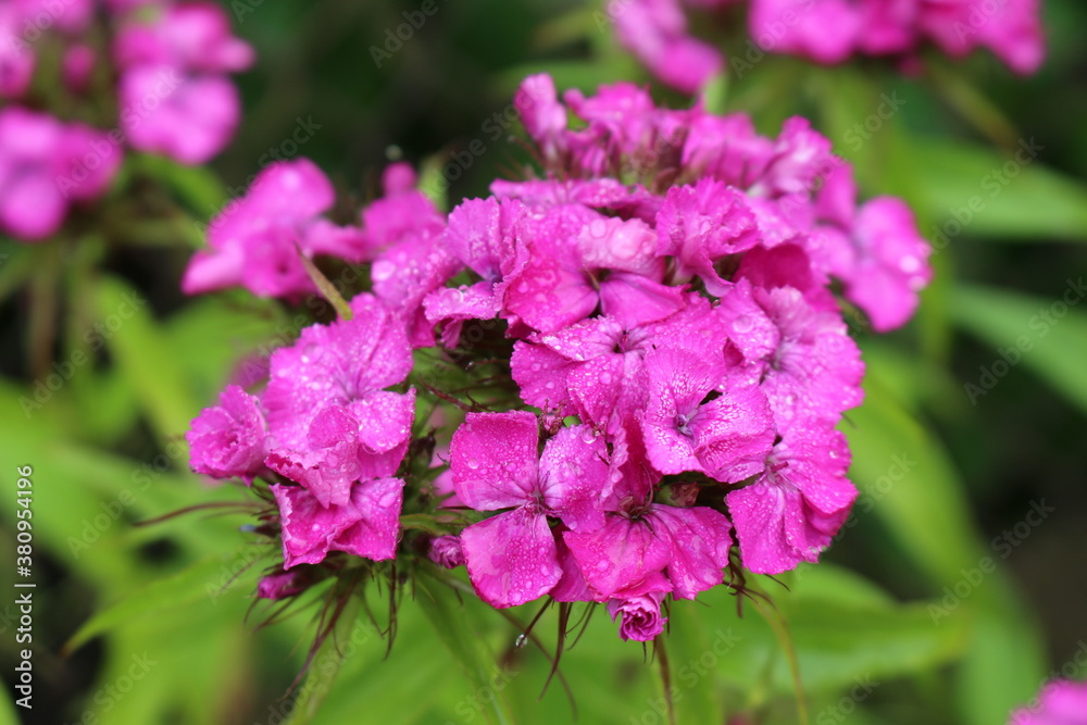 Bright pink phlox blooms in the summer garden
Bright pink phlox blooms in the summer garden