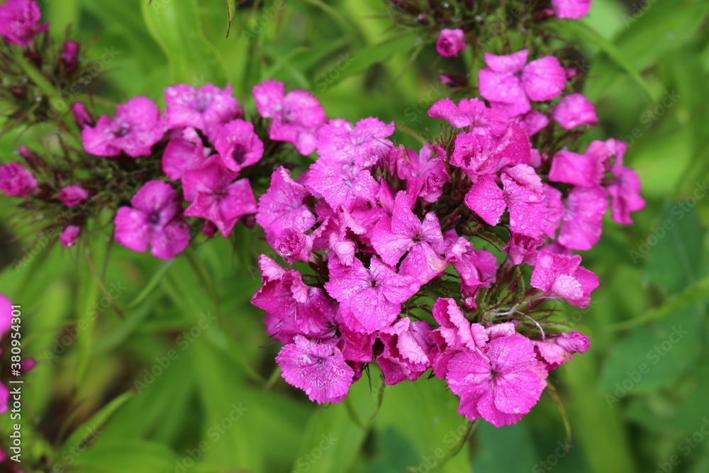 Bright pink phlox blooms in the summer garden
Bright pink phlox blooms in the summer garden