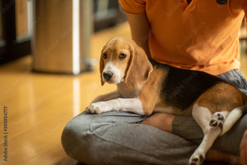 beagle dog sitting on a nee