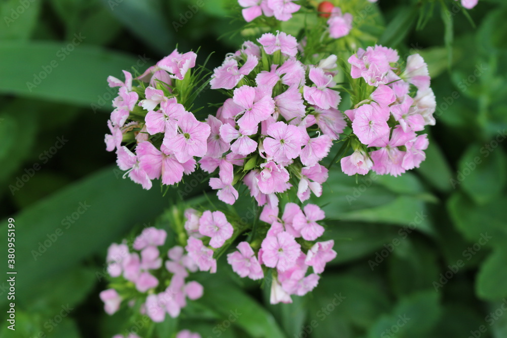 Bright pink phlox blooms in the summer garden
Bright pink phlox blooms in the summer garden
