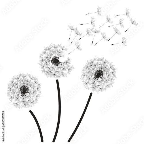 dandelion flower  vector