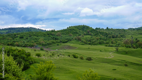 Sheep herd on a pasture, at the outskirts of Campulung Muscel, in Arges county, Romania