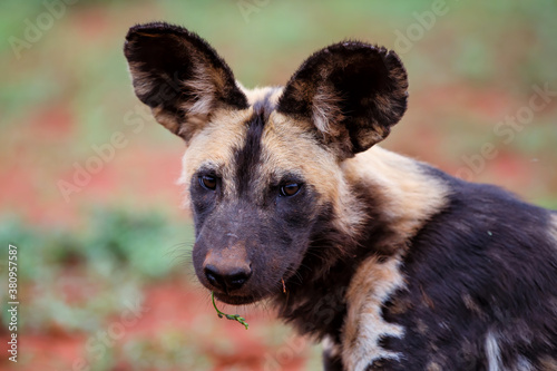 Portrait of an African wild dog resting in Zimanga game reserve in South Africa