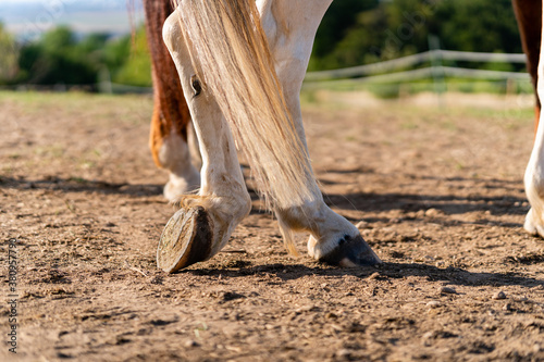Close-up of a horse's hind legs and hooves in resting position on a horse pasture (paddock) at sunset. No horseshoes. Concepts of rest, relaxation and well-being. Background blur.