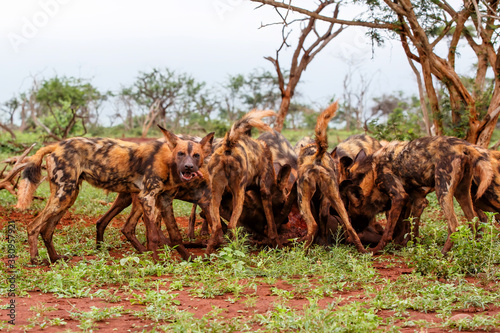 African wild dog eating from a warthog kill in Zimanga game reserve in South Africa