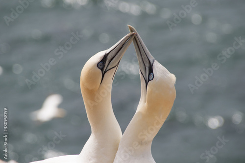 two wild birds together