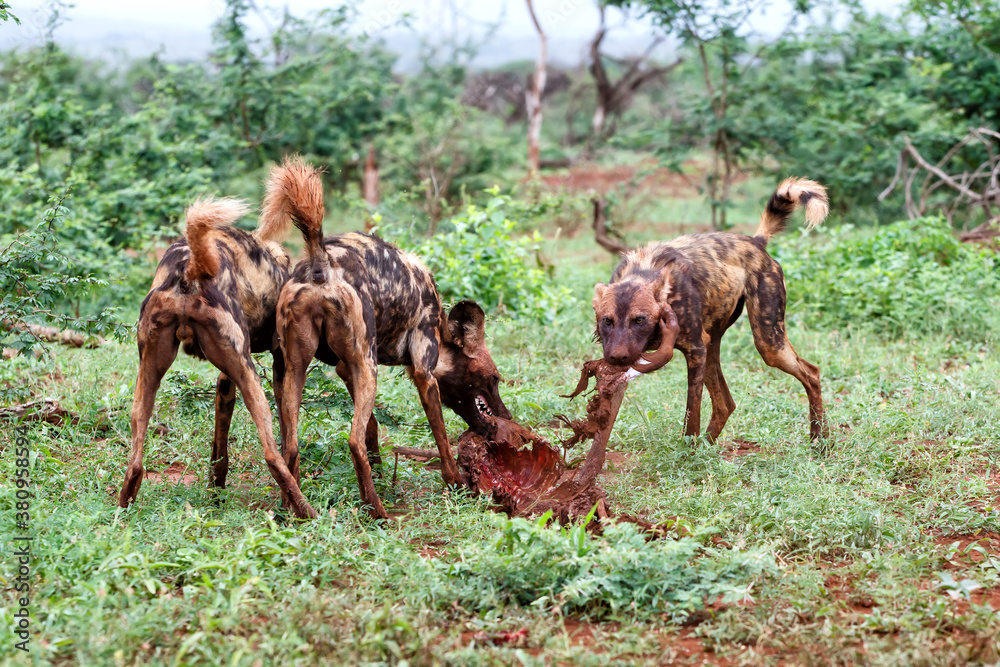 African wild dog eating from a warthog kill in Zimanga game reserve in