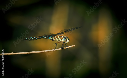 A very beautiful dragonfly sits on a blade of grass