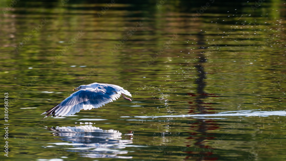 Seagull Seagull