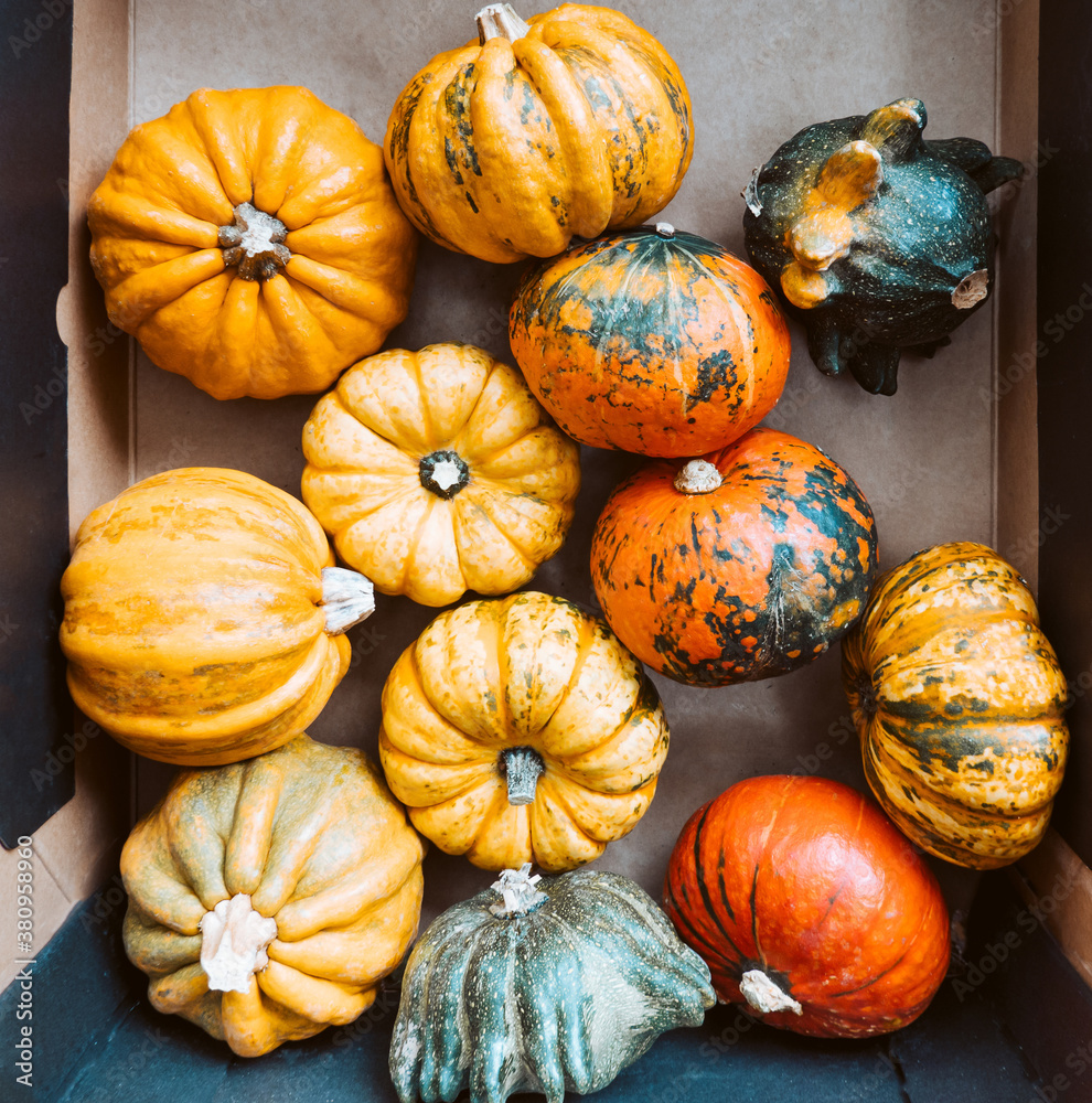 Colorful Pumpkins and Squash Top View, Autumn Fall Vintage Background