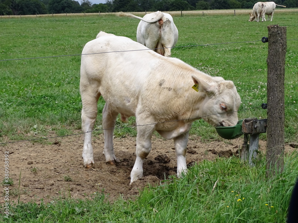 Safari Farmtier Figur – Charolais Kalb Miniatur, Handbemalt & Detailreich, Für Kinder Ab 3 Jahren, Ideal Für Spielzeugbauernhof & Fantasievolles Spielen